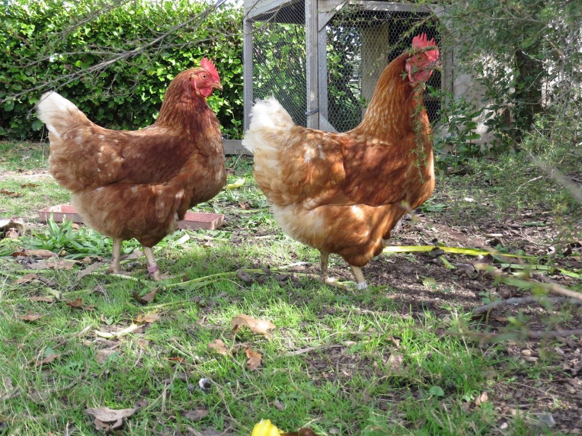 Ломан-Браун порода кур