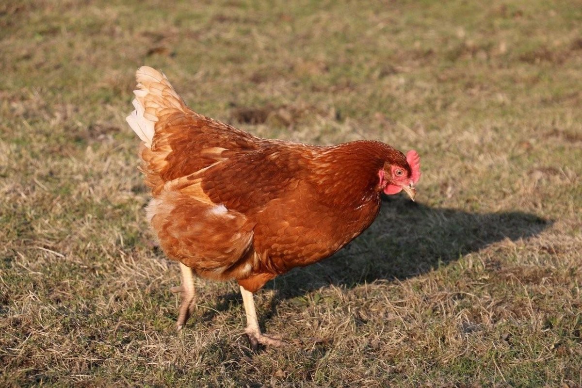 Шейвер Браун порода кур