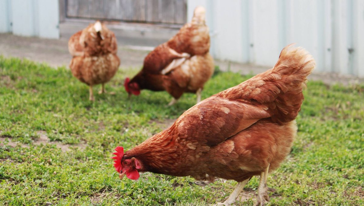 Ломан Браун и Кубанская красная