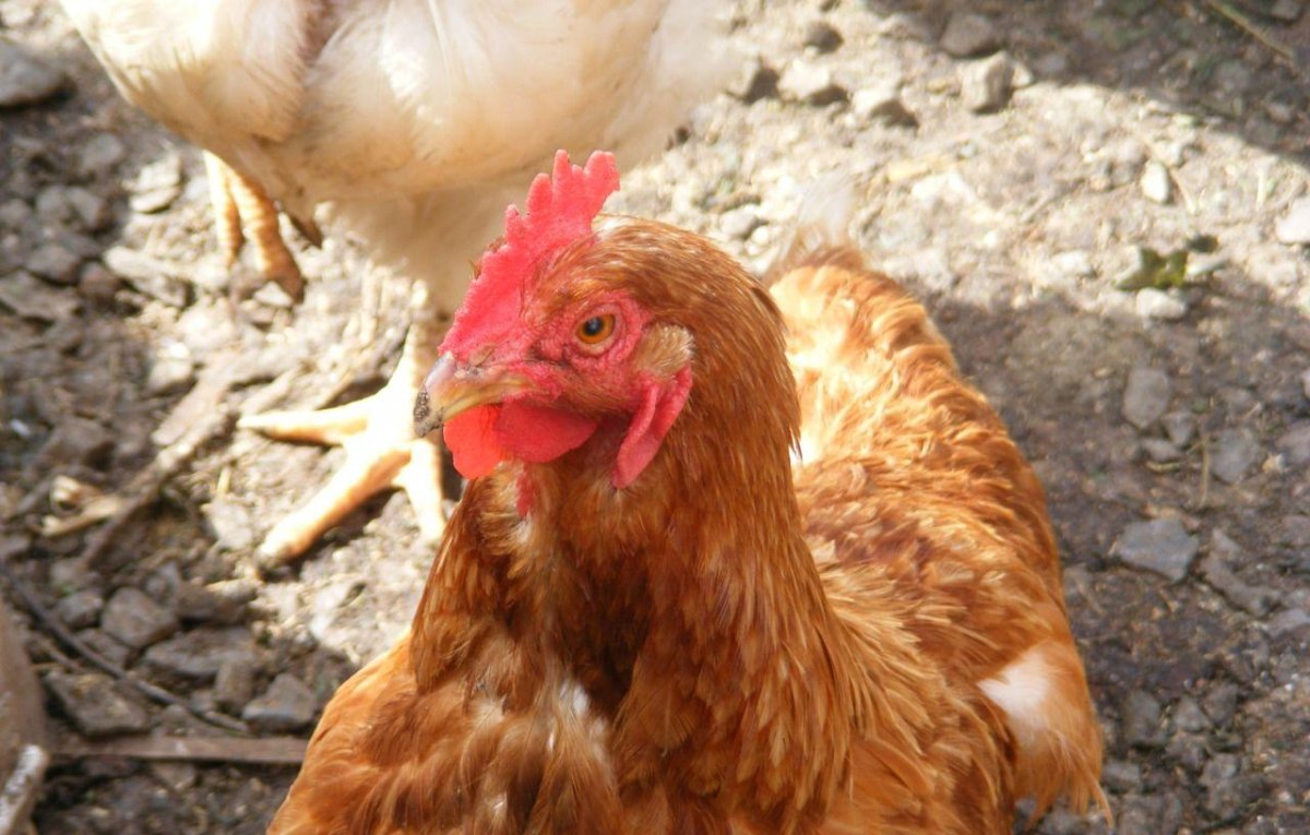 Рыжие несушки