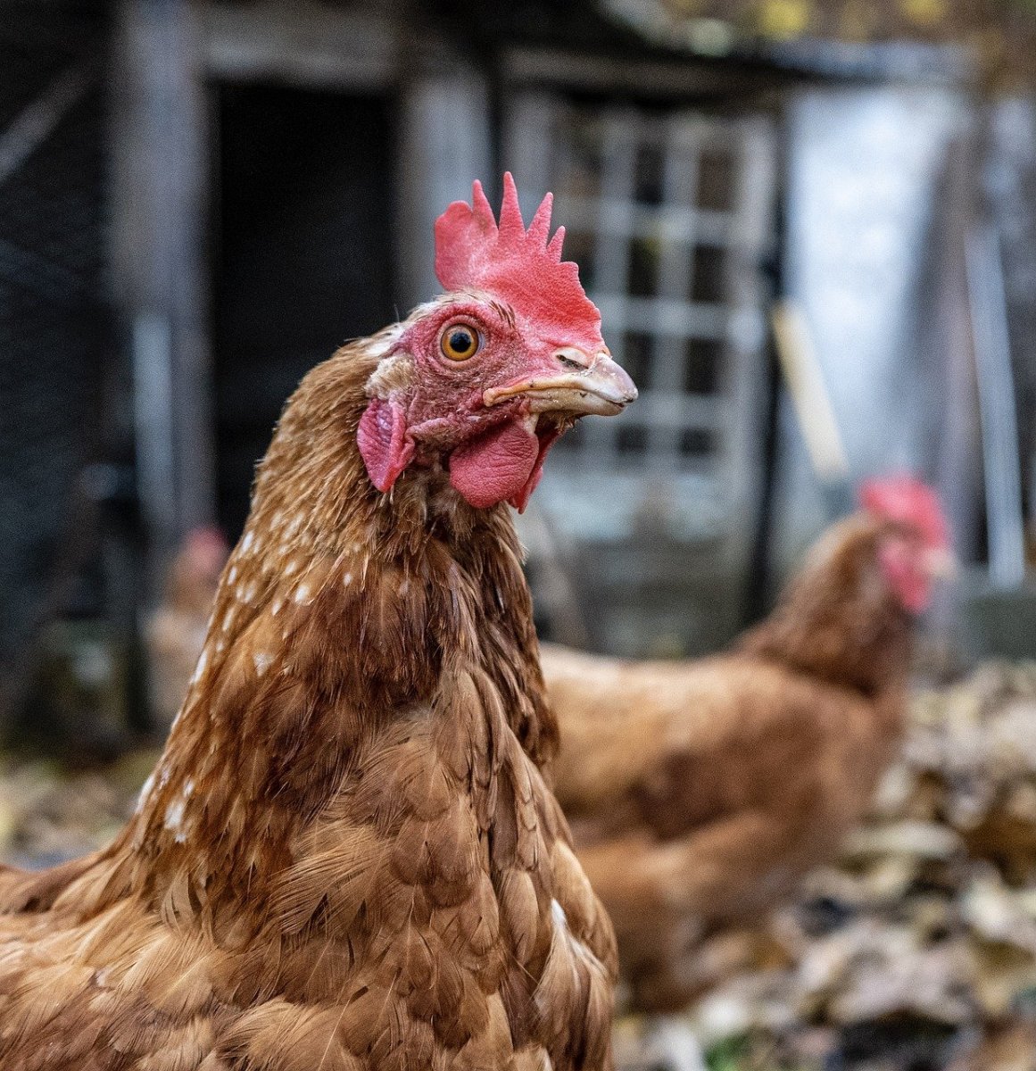 Турецкие куры рыжие