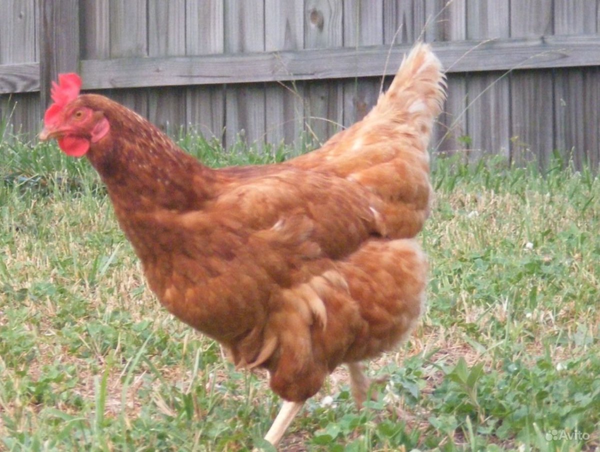 Рыжий Доминант куры