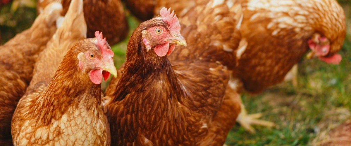 Несушки Ломан Браун