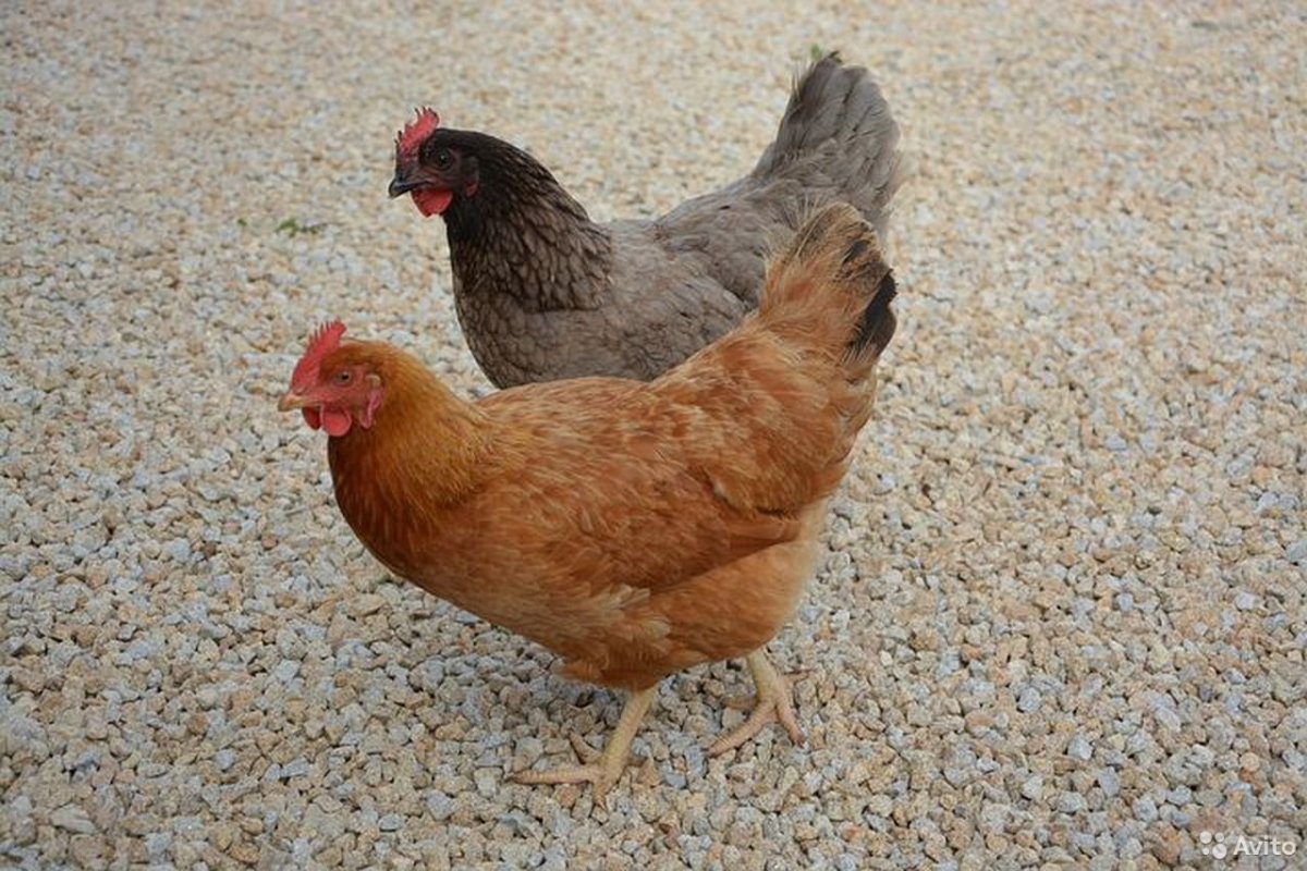 Рыжий Доминант куры