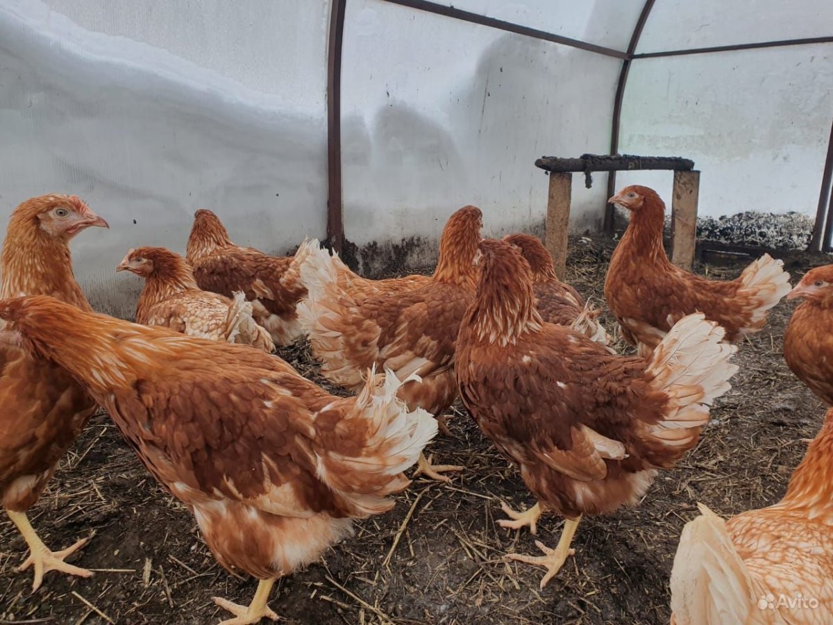 Куры молодки рыжие