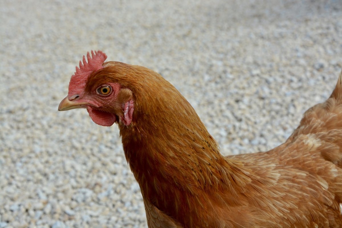Рыжие куры
