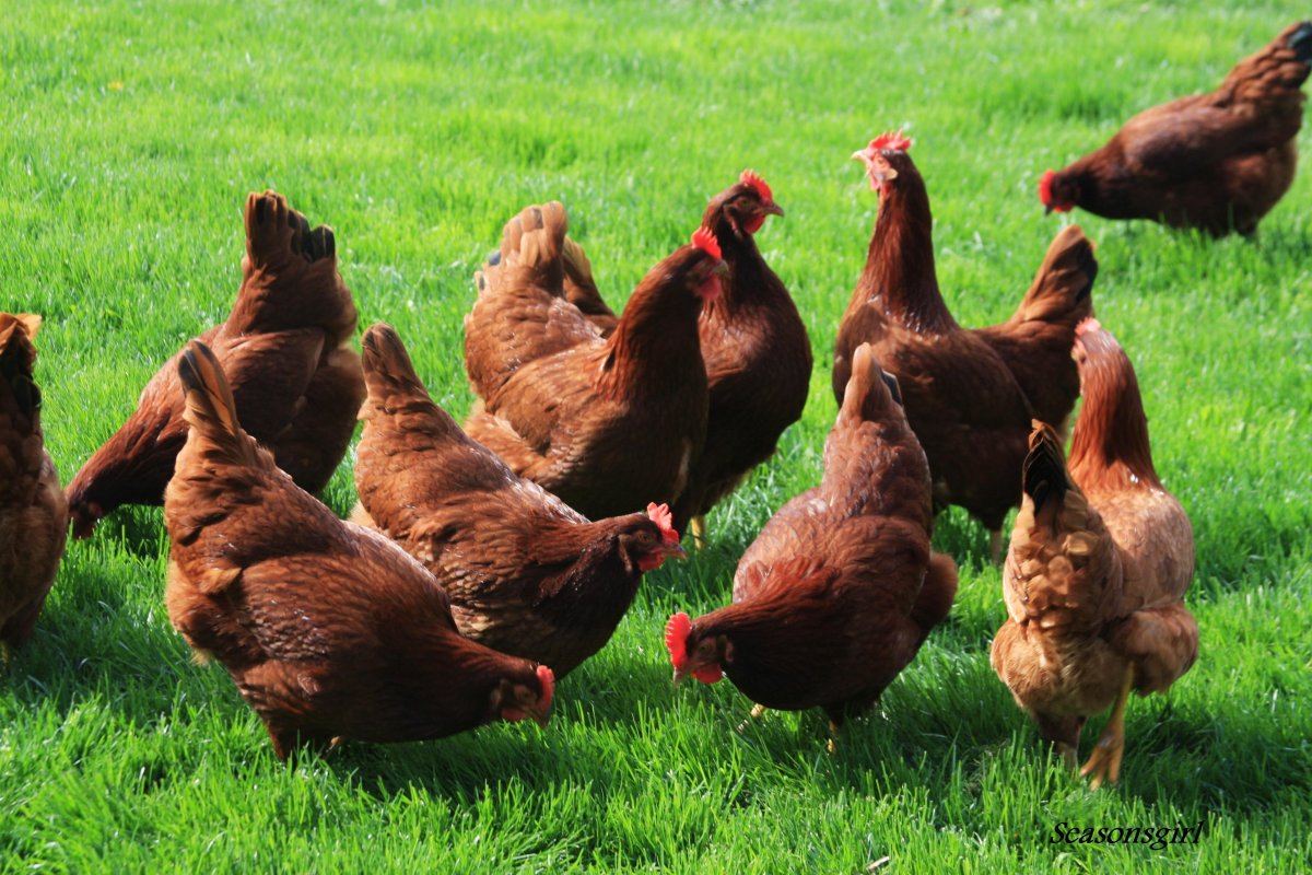 Курица породы Ломан Браун