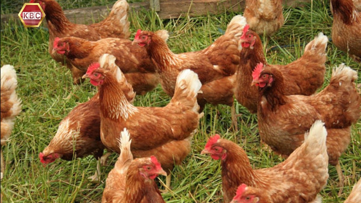 Род Айленд куры