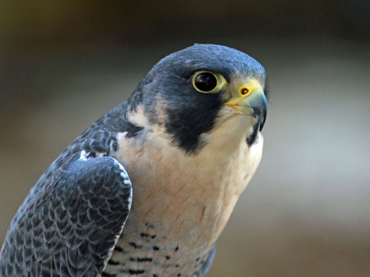 Сокол Сапсан птенец