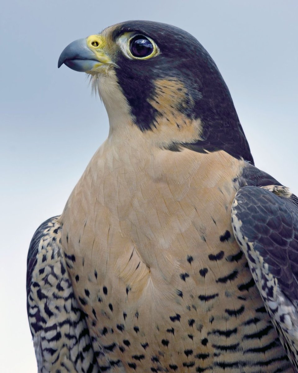 Сокол Перегрин