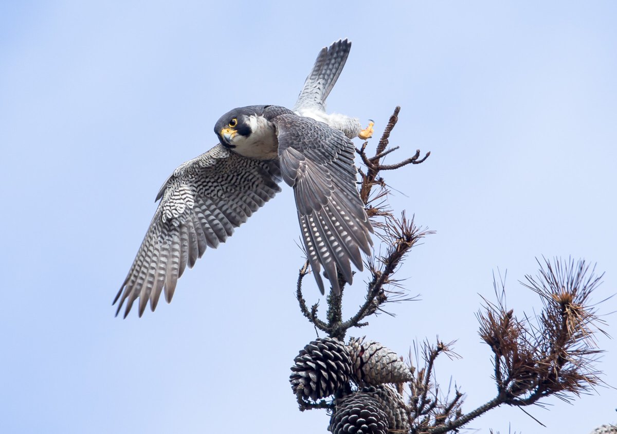 Голубой Сокол Сапсан