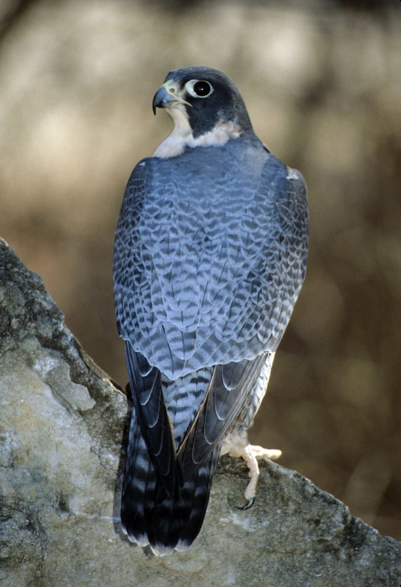 Сапсан птица