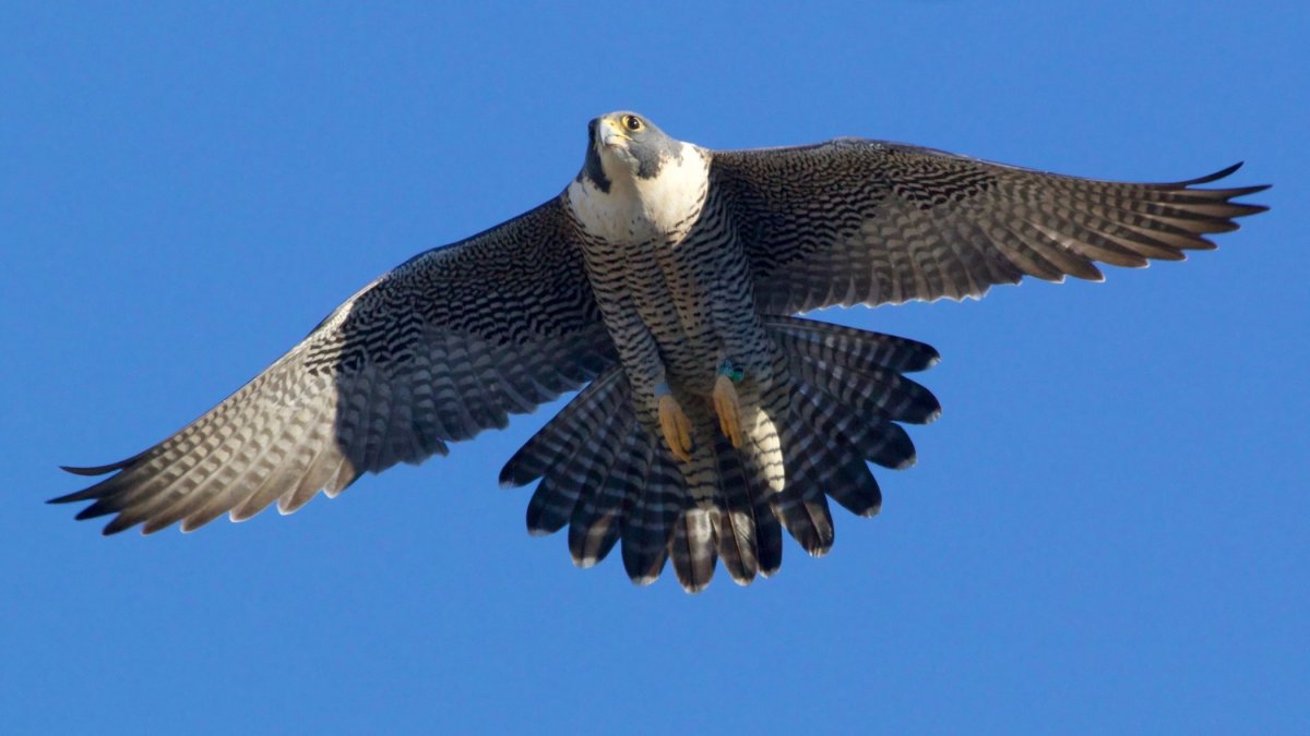 Сапсан птица