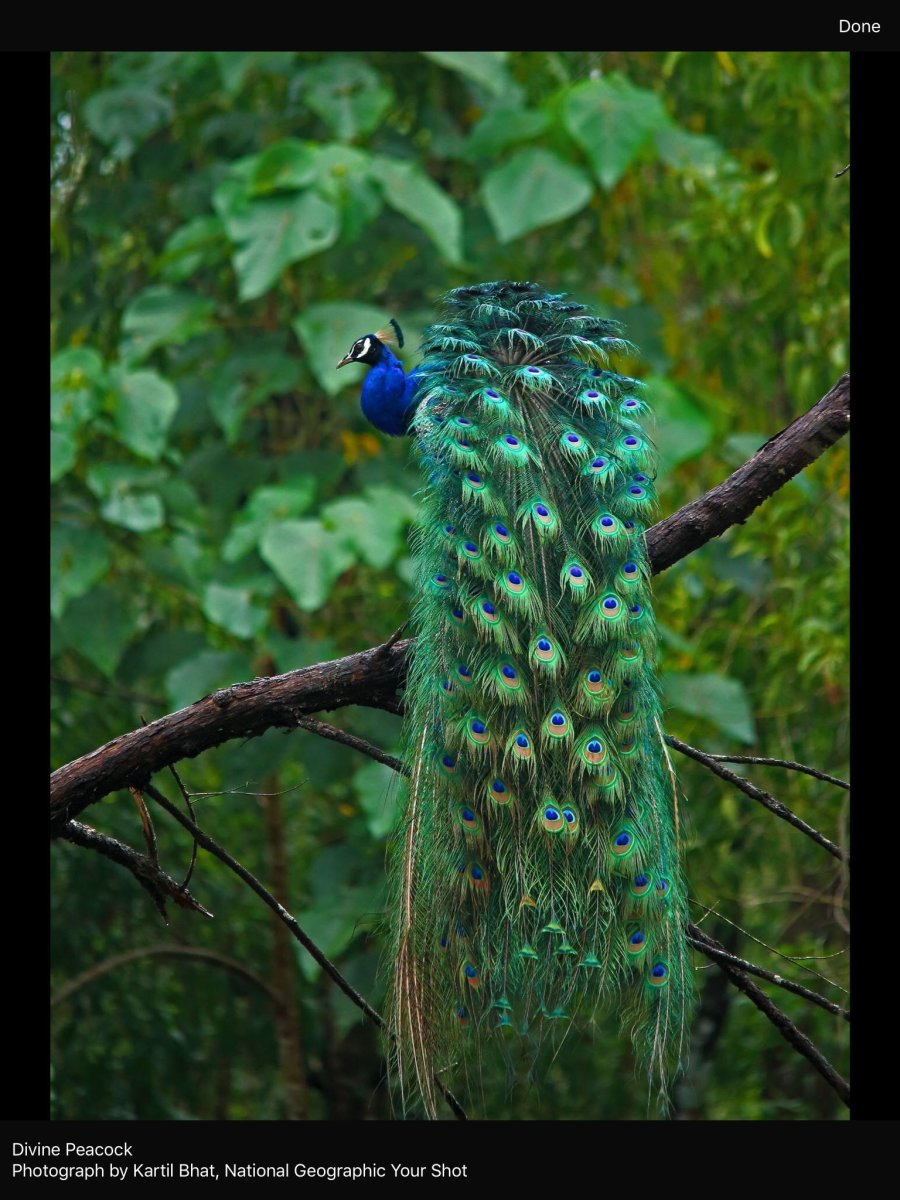 Павлин самец