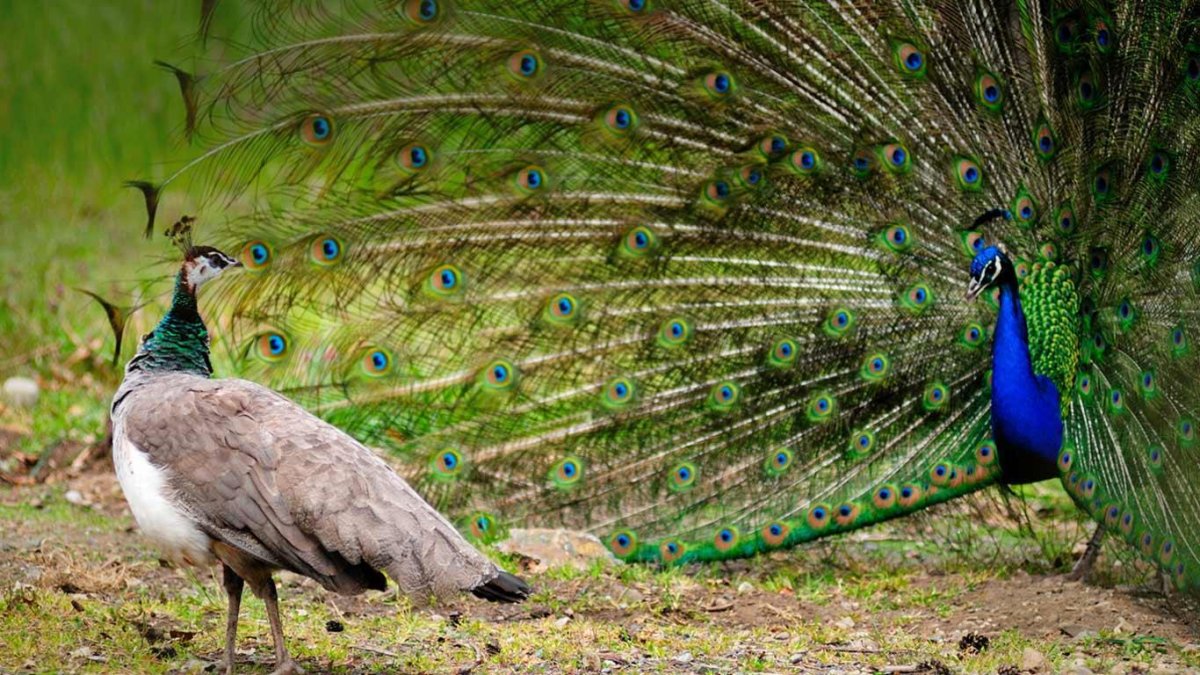 Яванский Павлин