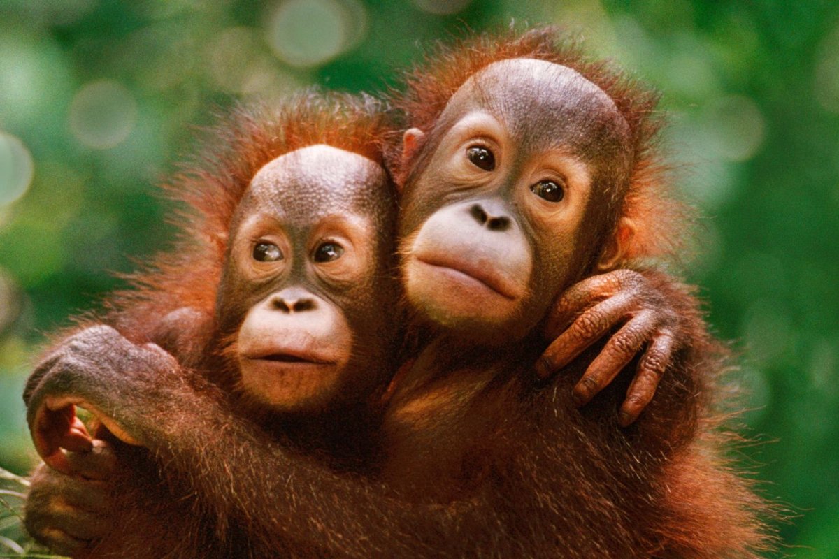 Две обезьяны с большим красным носом обнимаются