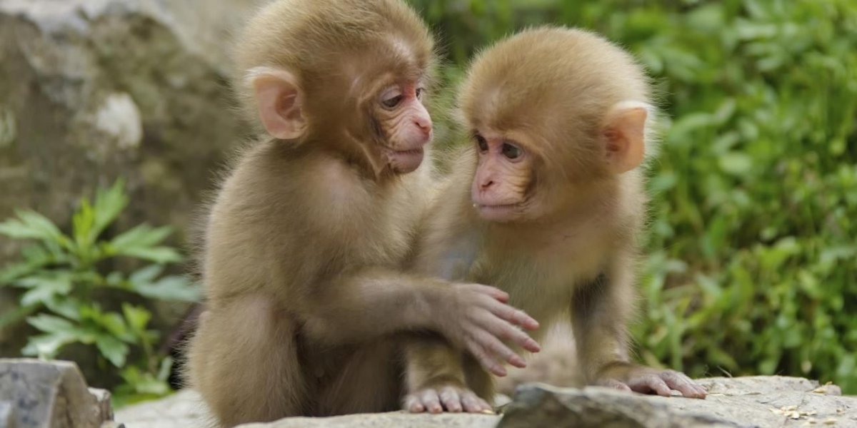 Две маленькие обезьянки