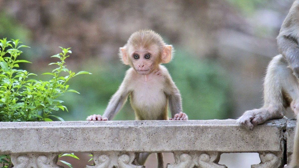 Маленькие обезьяны