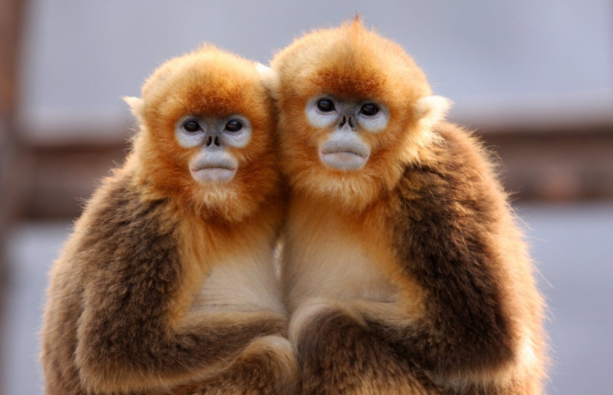 2 Милые обезьянки