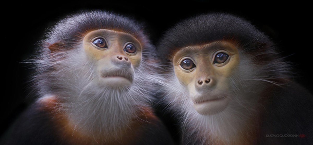 3200 3200 Размер фото Obezyanki