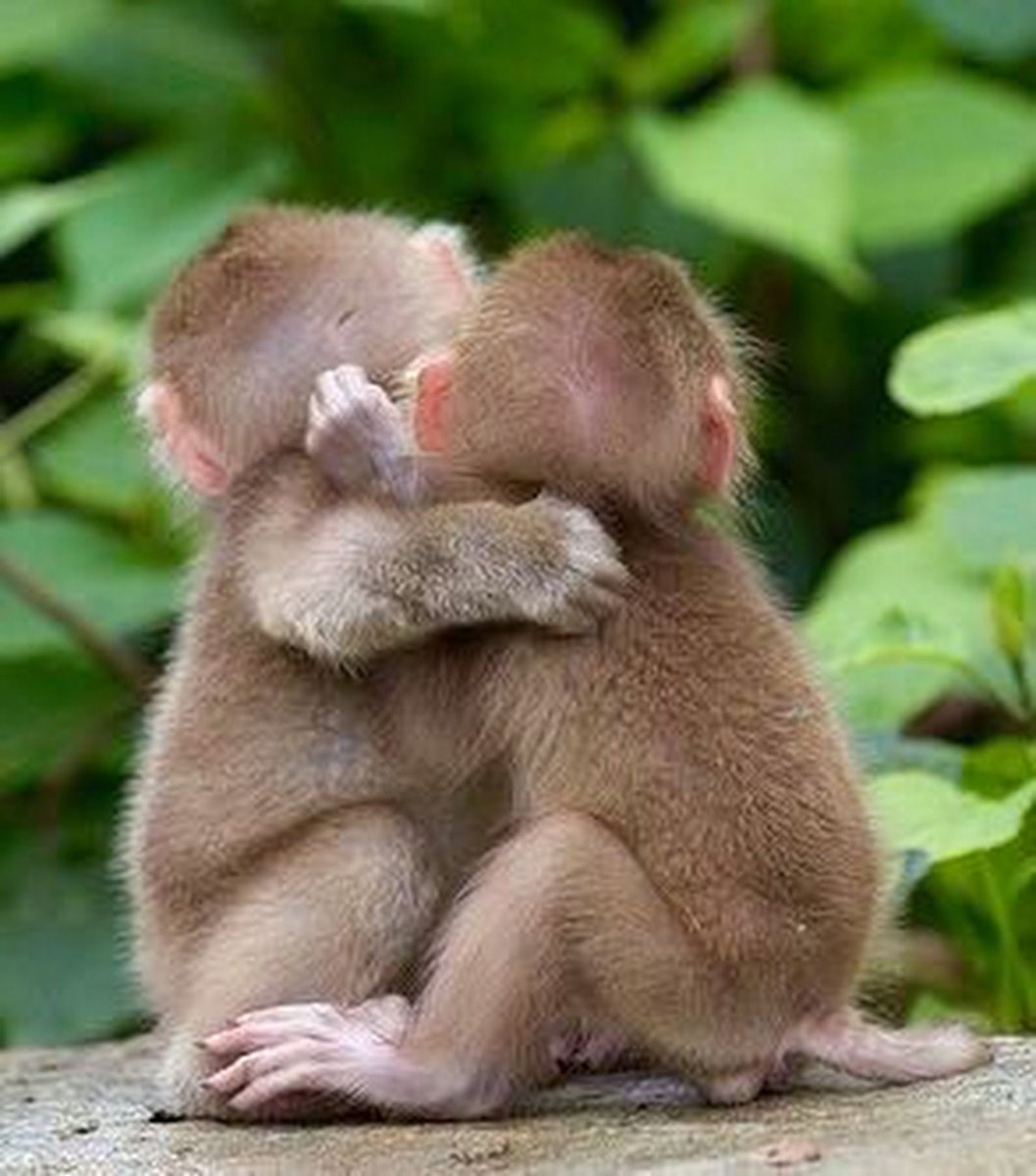 Обезьяны обнимаются