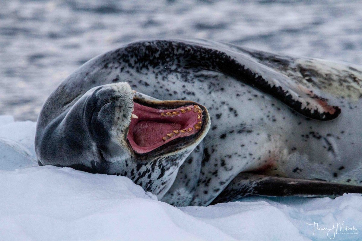 Кирсти Браун морской леопард