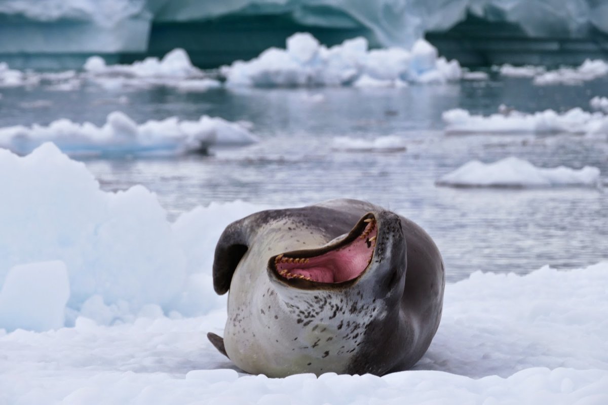 Леопардовый Пингвин