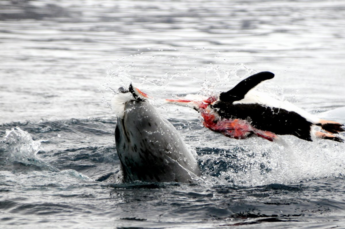 Морской леопард против касатки