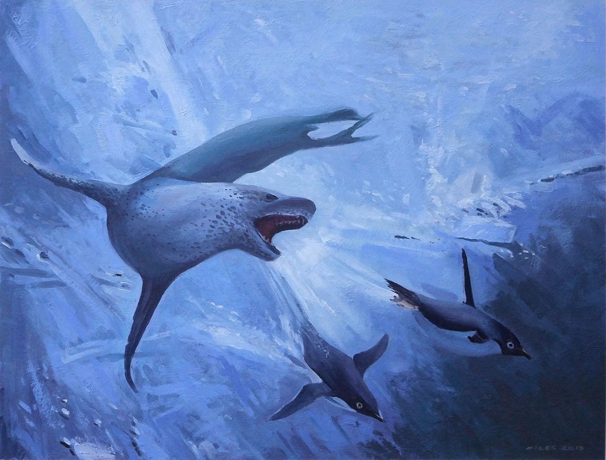 Морской леопард Касатка кит