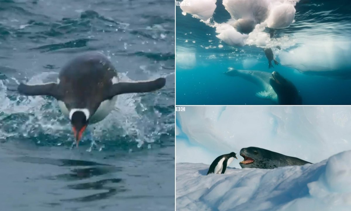 Морской леопард и Касатка