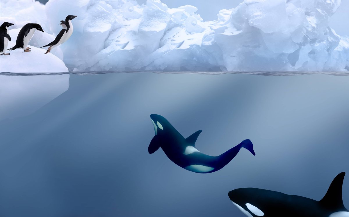 Касатка в Антарктиде