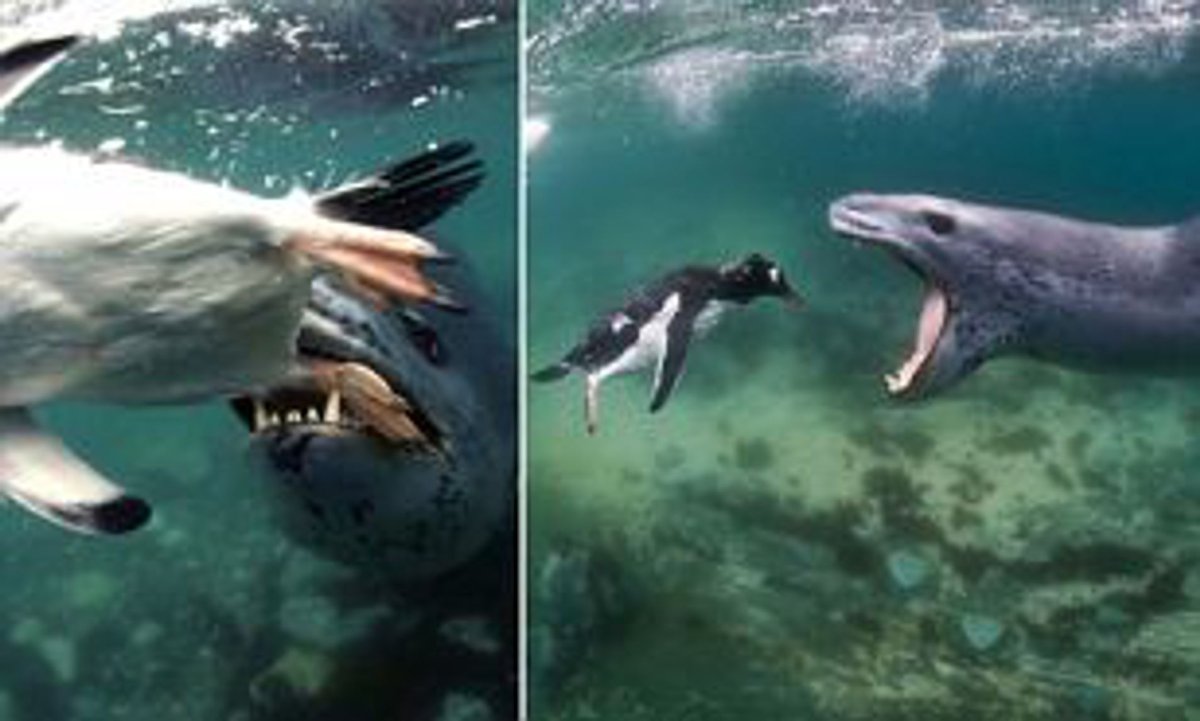 Эволюция морского леопарда