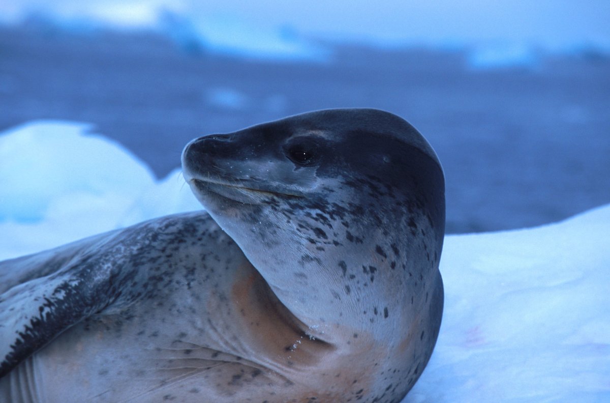 Морской леопард мультфильм