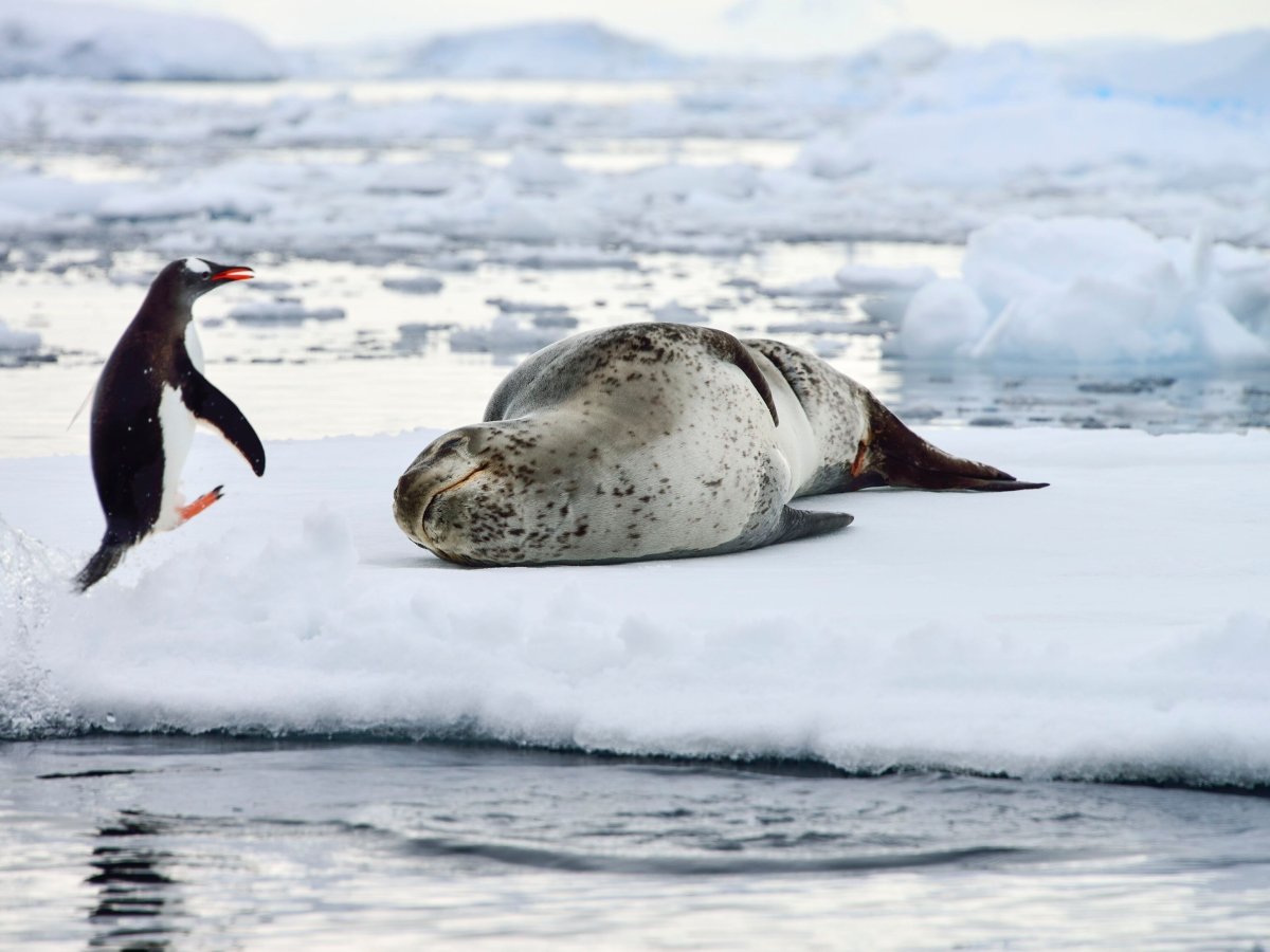 Пингвины vs морской леопард