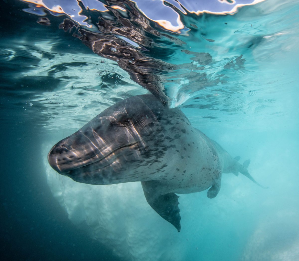 Морской леопард и Касатка