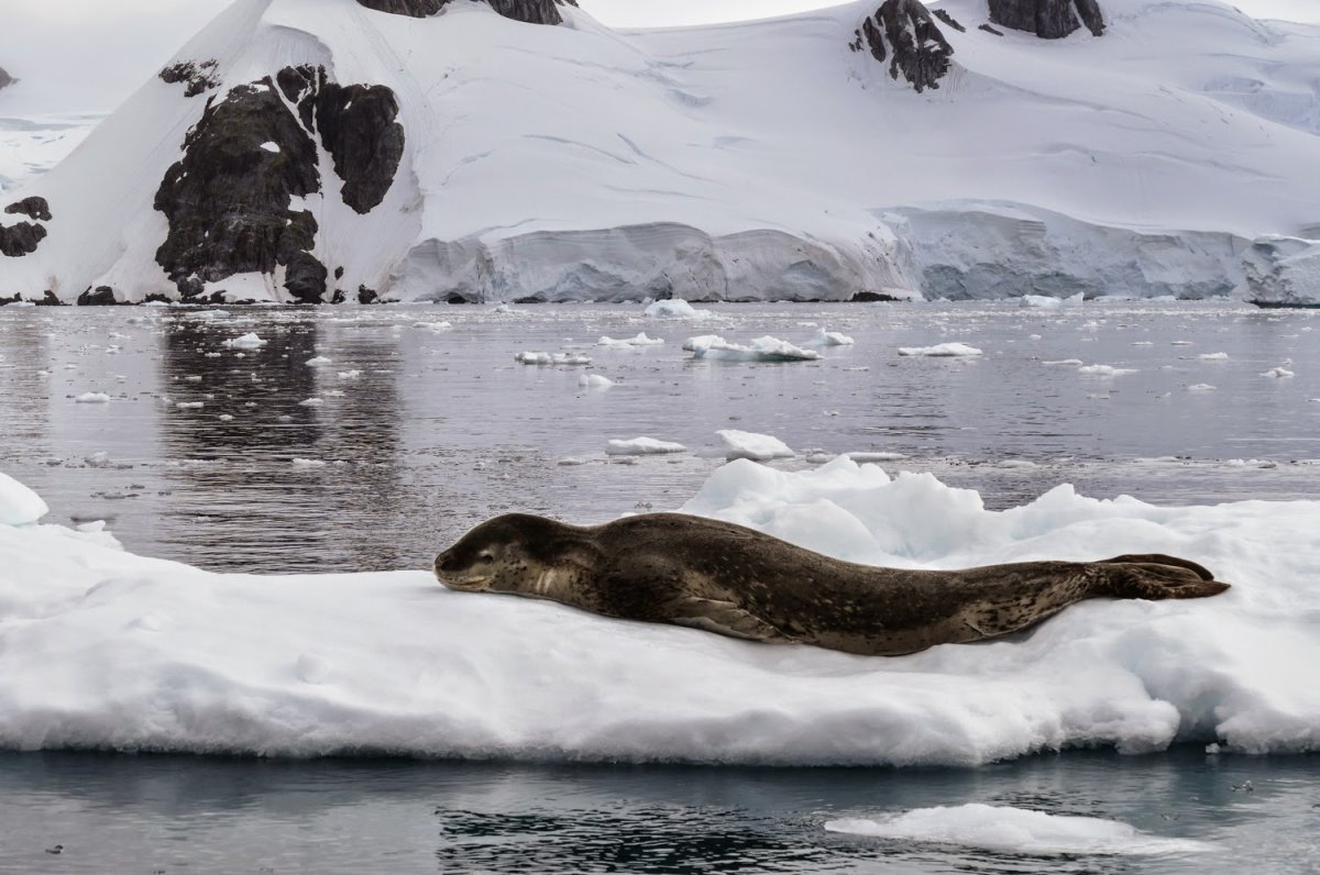 Картинки с морским леопардом и белым медведем