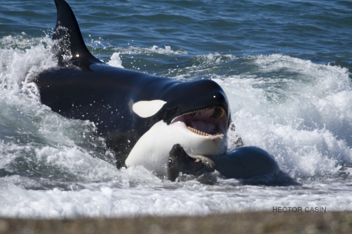 Морской леопард Касатка кит