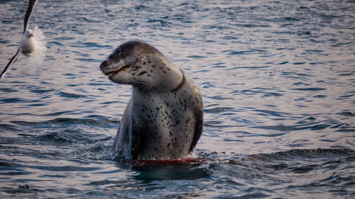 Морж против морского леопарда