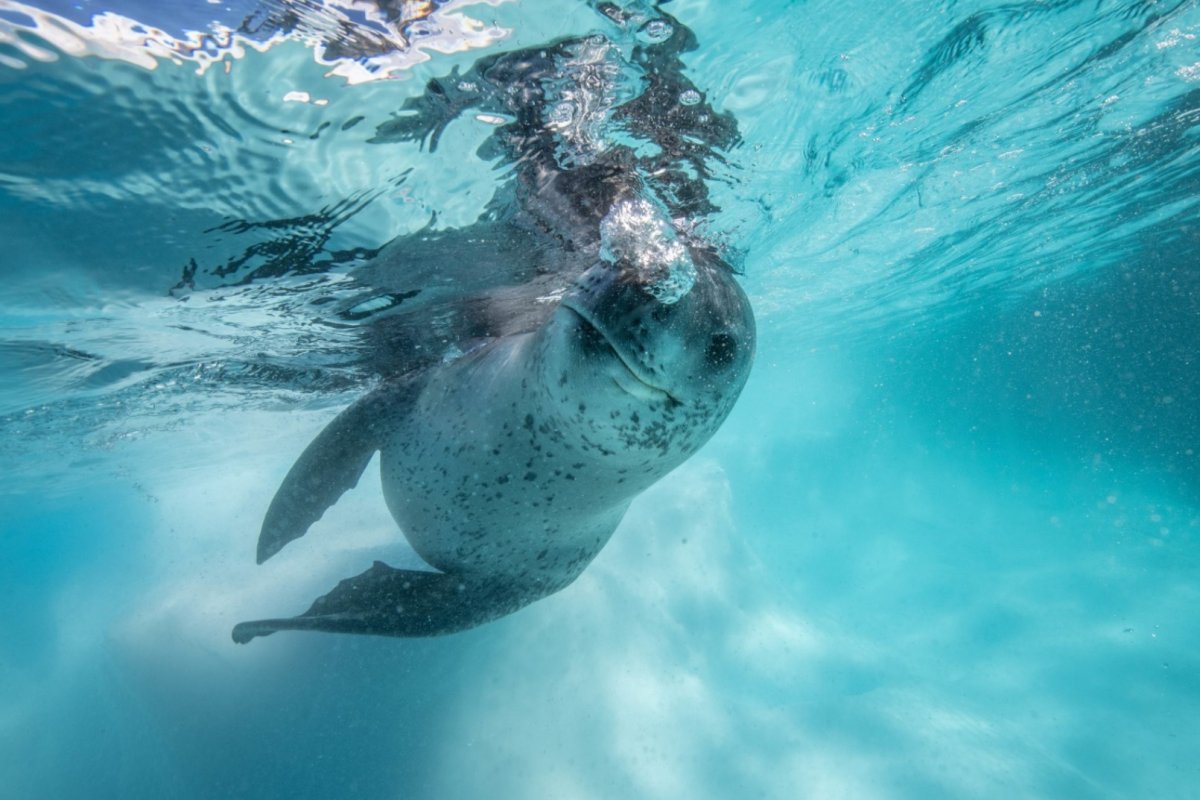 Плавание с морскими котиками