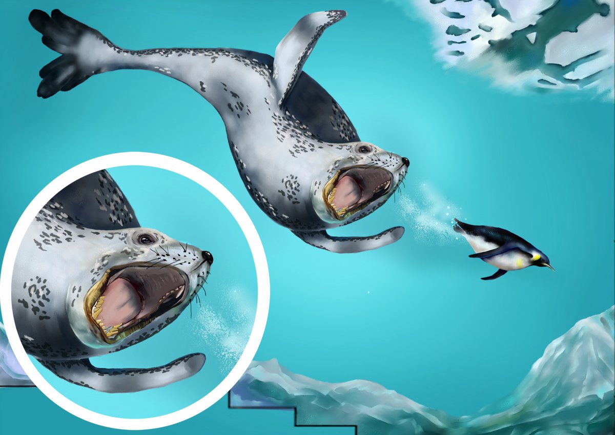 Делай ноги морской леопард