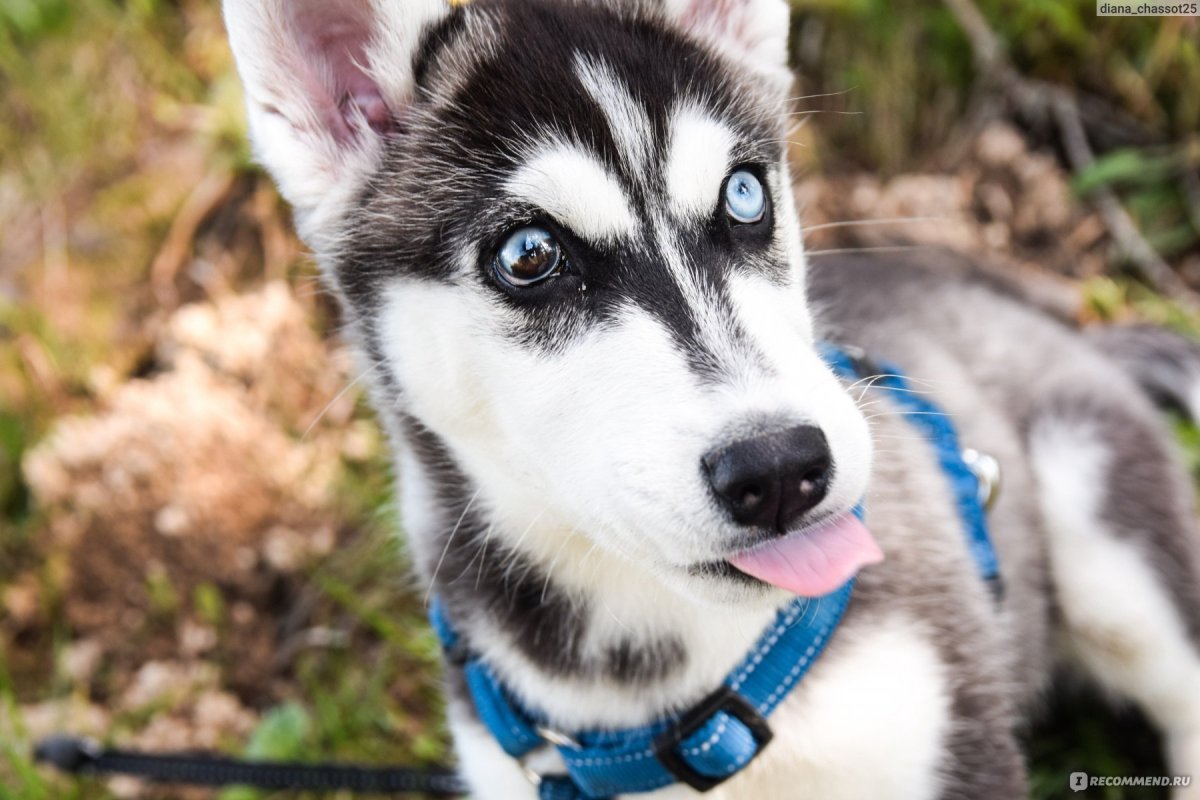 Усы Сибирский хаски
