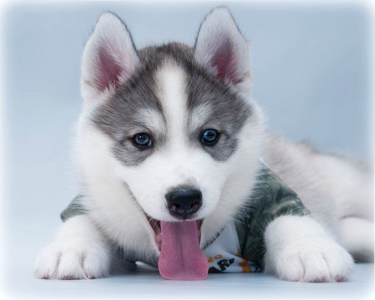 Хаски любят холод