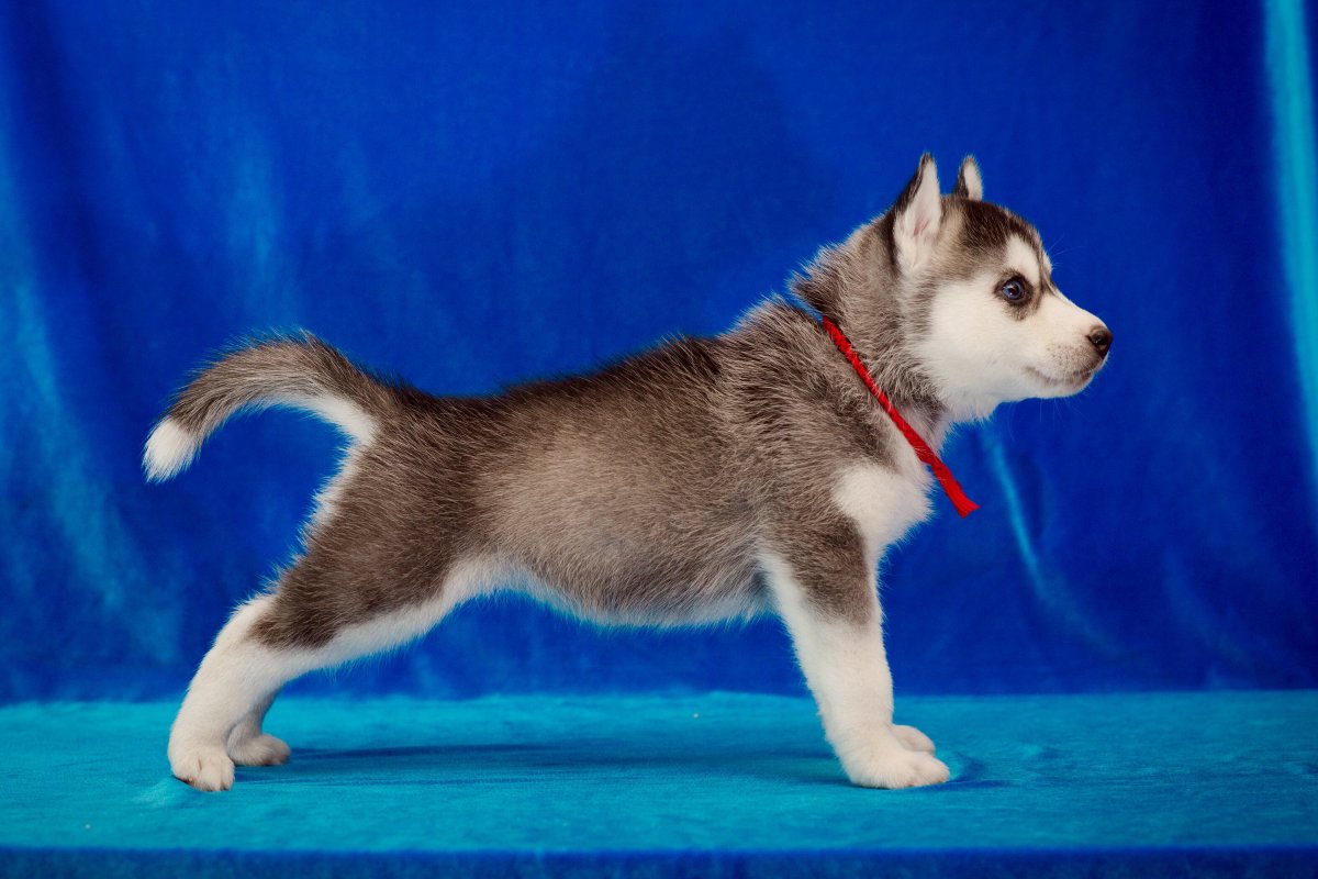 Сибирский хаски хвост