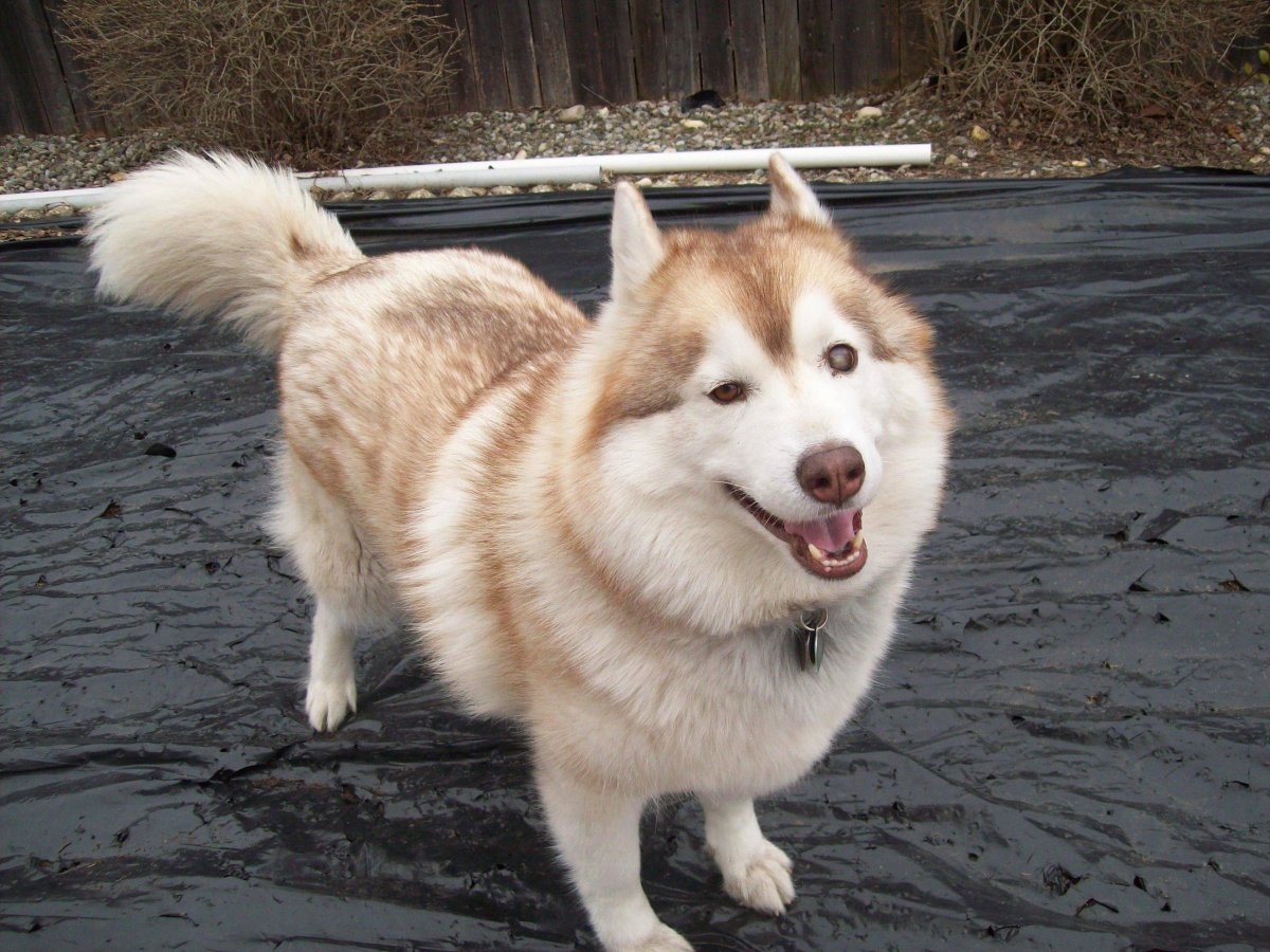 Коротколапый хаски