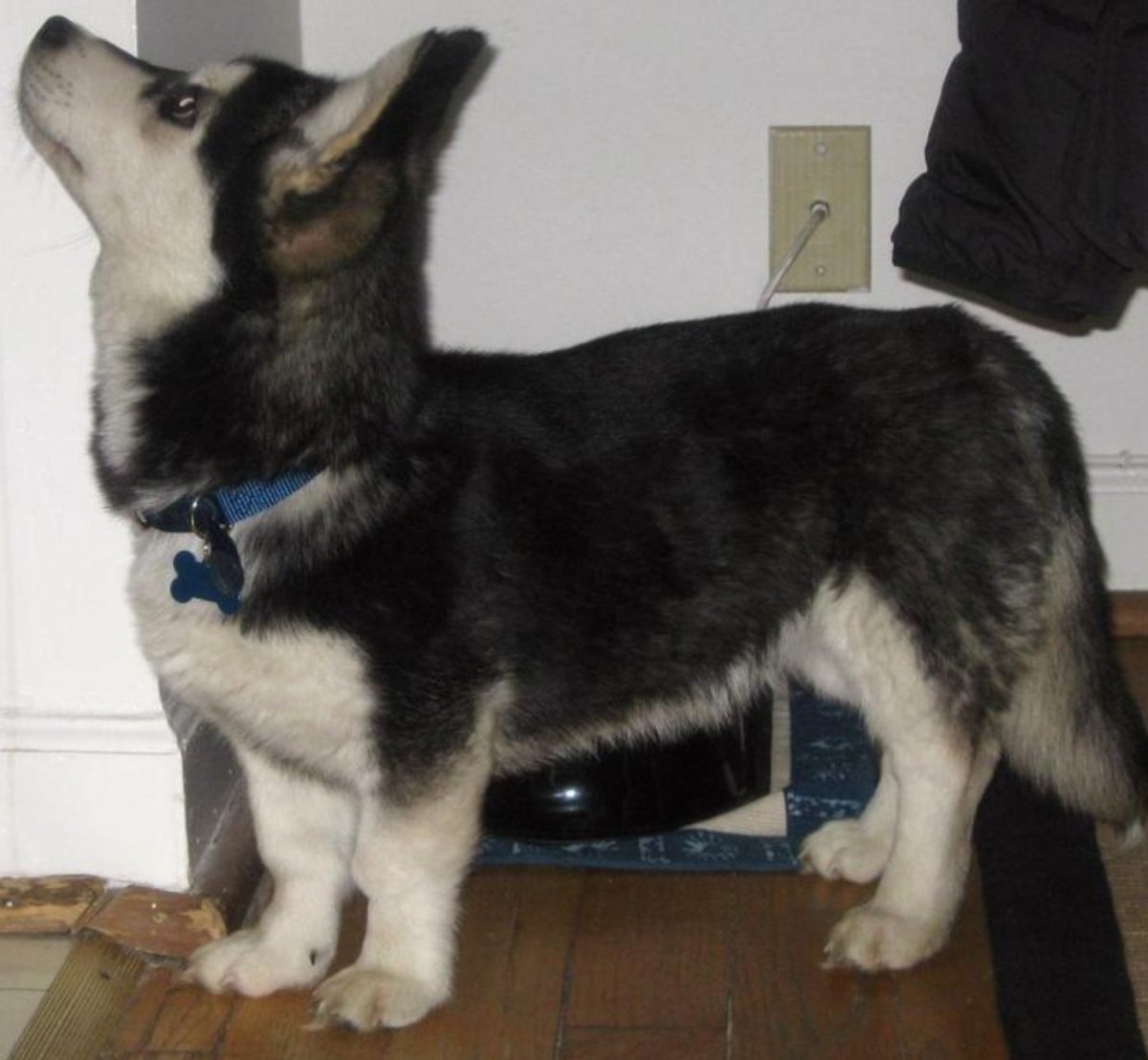 Корги и хаски