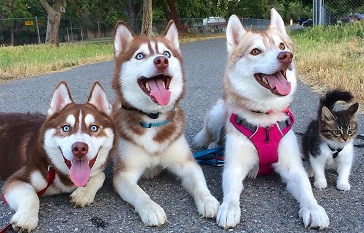 Хаски и кошка