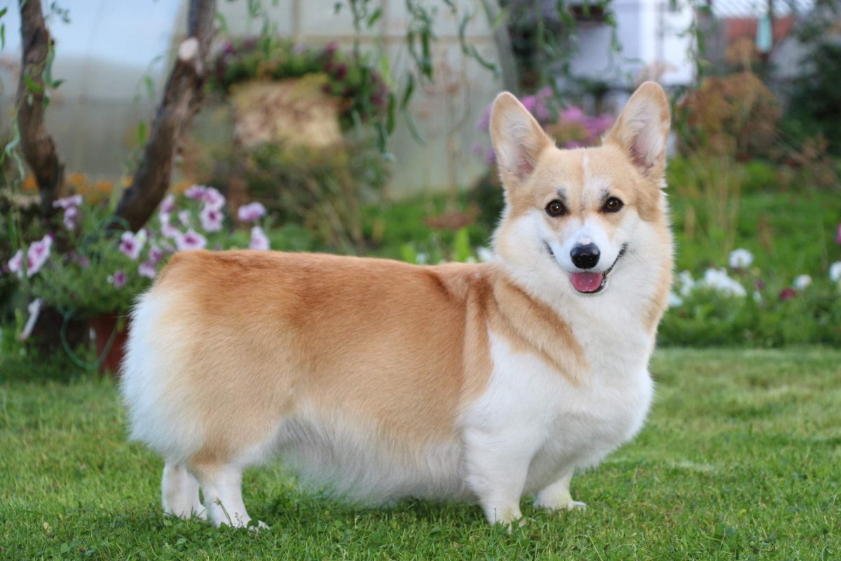 Вельш корги овчарка