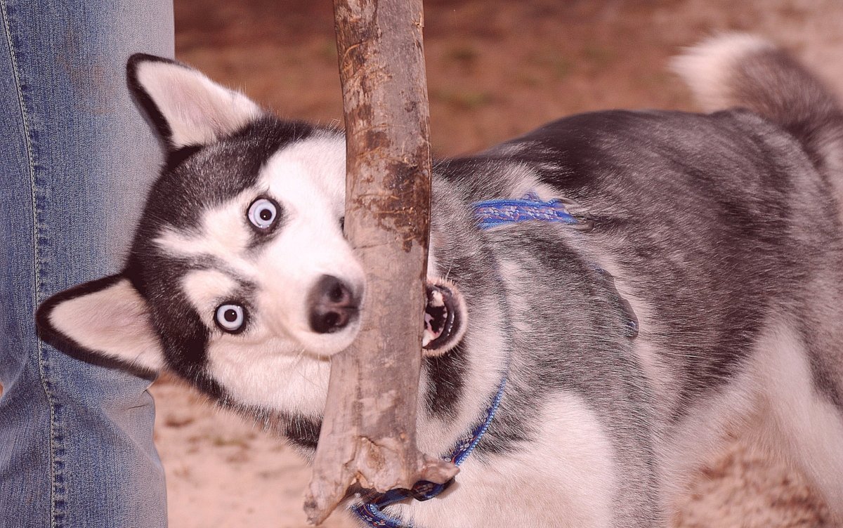 Хаски щенки смешные