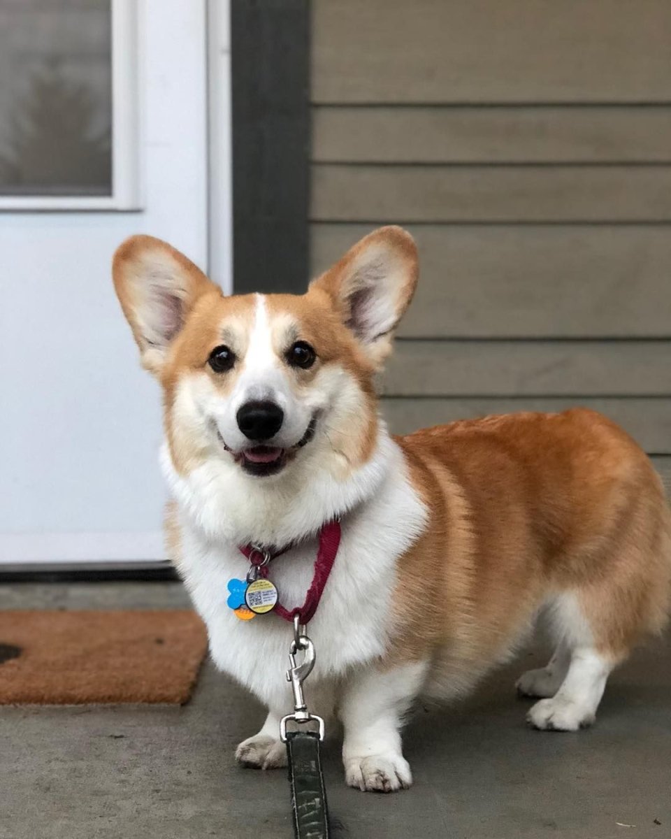 Корги пемброк овчарка