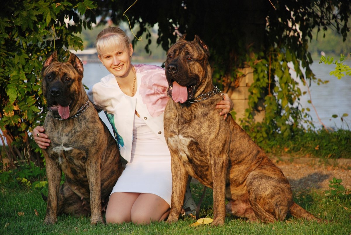 Бульмастиф вс Канарский дог